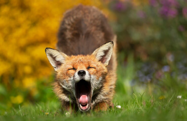 Close up of a red fox yawning