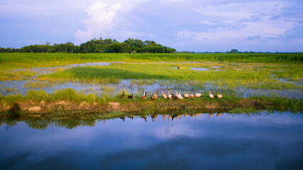 A Beautiful Image of the natural village fields landscape of Bengal. Rows and rows of ducks in the blue water in the middle of the green.