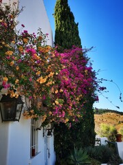 flowers in the garden