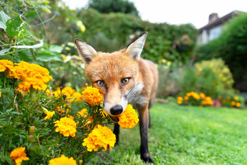 Close up of a red fox sniffing the flowers