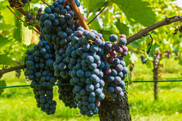 blaue Weinreben für eine gute Weinernte