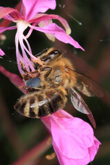 Honigbiene (Apis mellifera) beim Bluetenbesuch eines Waldweisenroeschen (forest fireweed) Thueringen, Deutschland, Europa