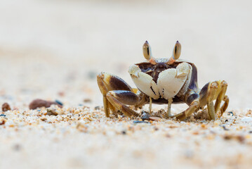 funny little crab with big eyes, marine mammal on the island of koh samui in thailand, decapod crustacean