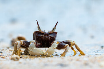 funny little crab with big eyes, marine mammal on the island of koh samui in thailand, decapod crustacean