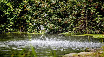 Obraz na płótnie Canvas Drops of water falling on a pond in a park