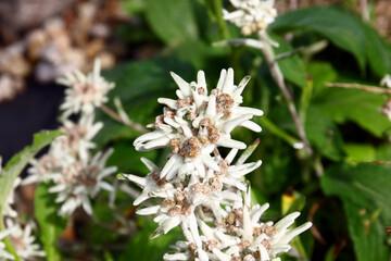 Leontopodium alpinum flowers
