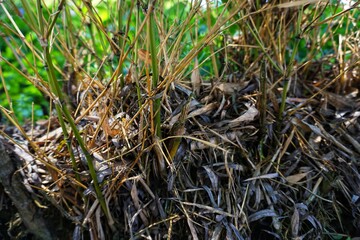 Photography of small bamboo trees and dry leaves.