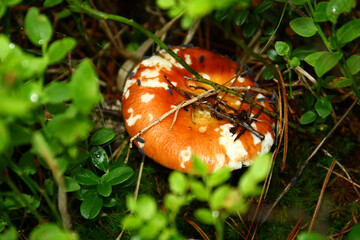 Russula vesca