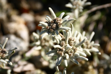 Leontopodium alpinum flowers
