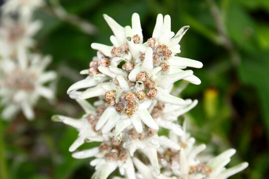 Leontopodium Alpinum Flowers
