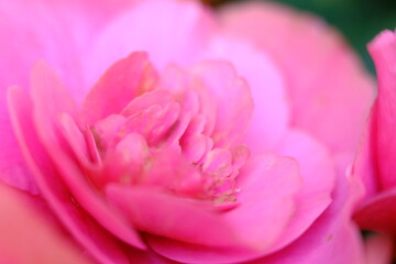 Obraz premium blurry close up pink flower wallpaper background macro flower