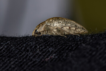 Darkling Beetle of the tribe Epitragini