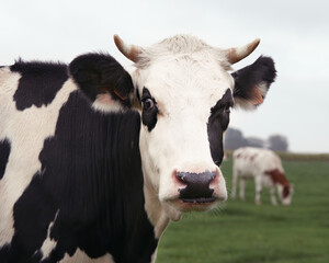 Close up of Belgian milk cow