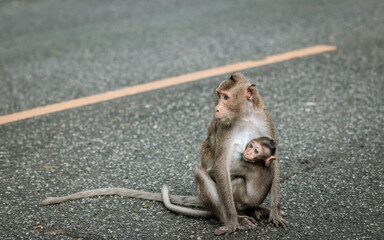 Monkey mother with baby monkey on gray road background. Cute baby vervet monkey. Baby monkey eating milk from the mother. Copy space. Vintage style.