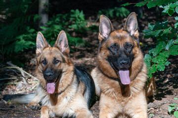 Two German Shepherd dogs lie together in the forest, sunlight shines on the dog's heads, the tongues sticking out of their mouths. Green leaves in the background