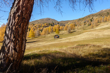 Herbstlandschaft in den Alpen mit einem Lärchenwald 