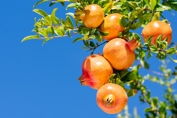 Pomegranates on the tree shining in the sunlight