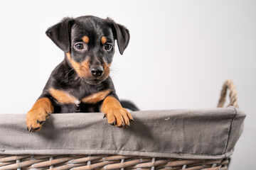 A portrait of an adorable Jack Russel Terrier puppy, in a wicker basket, isolated on a white background
