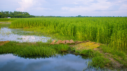 A Beautiful Image of the natural village fields landscape of Bengal.
