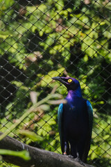 Greater Blue-Eared Starling glitters beautifully when the sun shines on it