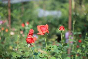 Obraz premium Beautiful red roses flower in the garden