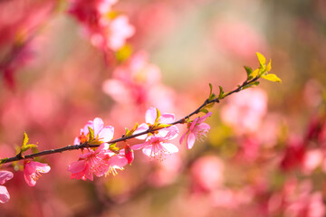the plum trees bloom, Peach blossoms in bloom