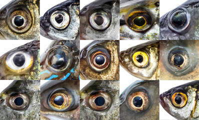 Fototapeta premium Fish eye lively fresh. Fisheye set