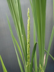 Obraz premium 開花直前の稲穂ー開花の日の朝の稲穂