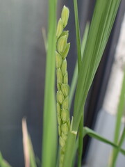 Obraz premium 開花直前の稲穂ー開花の日の朝の稲穂