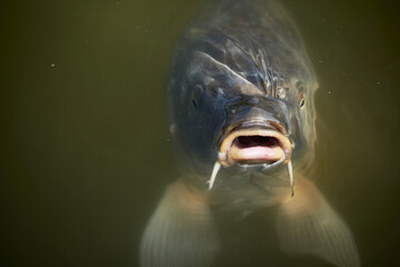 Karpfen im Teich 2  Bildserie