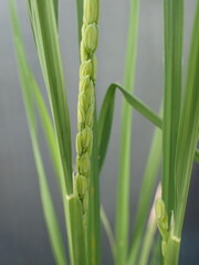 開花直前の稲穂ー開花の日の朝の稲穂