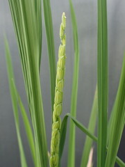 開花直前の稲穂ー開花の日の朝の稲穂