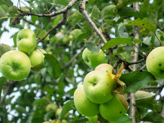 Organic Green Apples Photo on Tree Branch