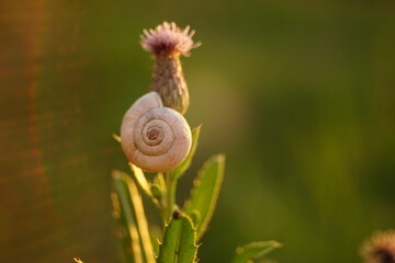 White snail shell on the green leaf in the summer field