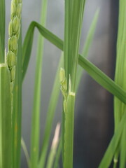 Fototapeta premium 開花直前の稲穂ー開花の日の朝の稲穂