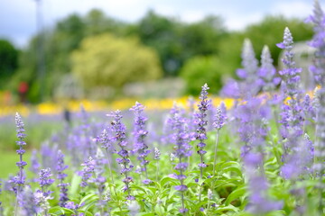lavender flowers in the field