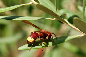 Red hornet wasp on green leaf macro