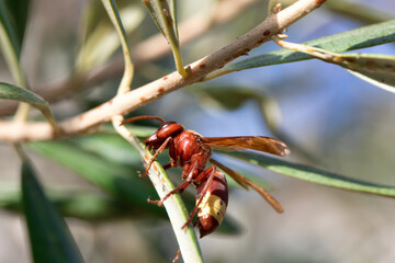 Red hornet wasp on green leaf macro