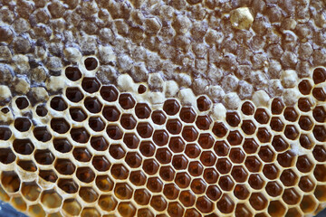 The importance of honey in human nutrition, fresh honeycomb honey on the lath,