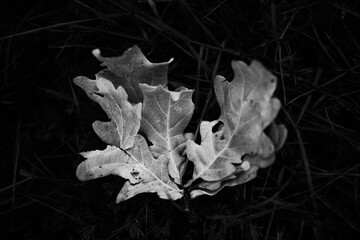 Leaf texture black and white / design black leaf skeleton, macro nature texture, wallpaper black and white - Santiago de Compostela, Spain