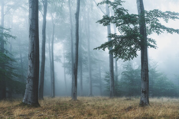 Obraz premium fog in the forest