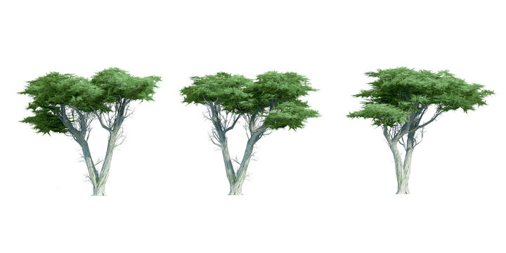 Collection of 3D monterey cypress trees isolated side view on white background