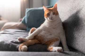 Gato blanco y marron con ojos amarillos sentado en el sofa con una postura graciosa, mira a la...