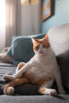 Gato blanco y marron con ojos amarillos sentado en el sofa con una postura graciosa, mira a la camara. Composicion vertical