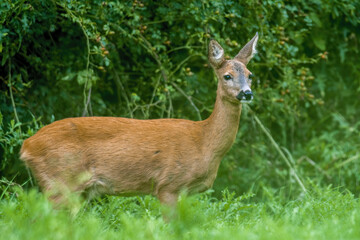 Naklejka na ściany i meble a young female deer on a green meadow