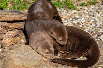 The great otter  (Pteronura brasiliensis)  basks in the sun .