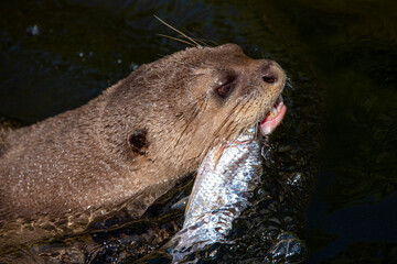 The great otter has caught the fish and will eat it