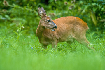 a young female deer on a green meadow