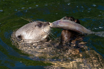 The great otter has caught the fish and will eat it