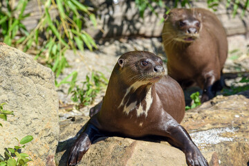 The detail  - portrait of  giant otter (Pteronura brasiliensis).